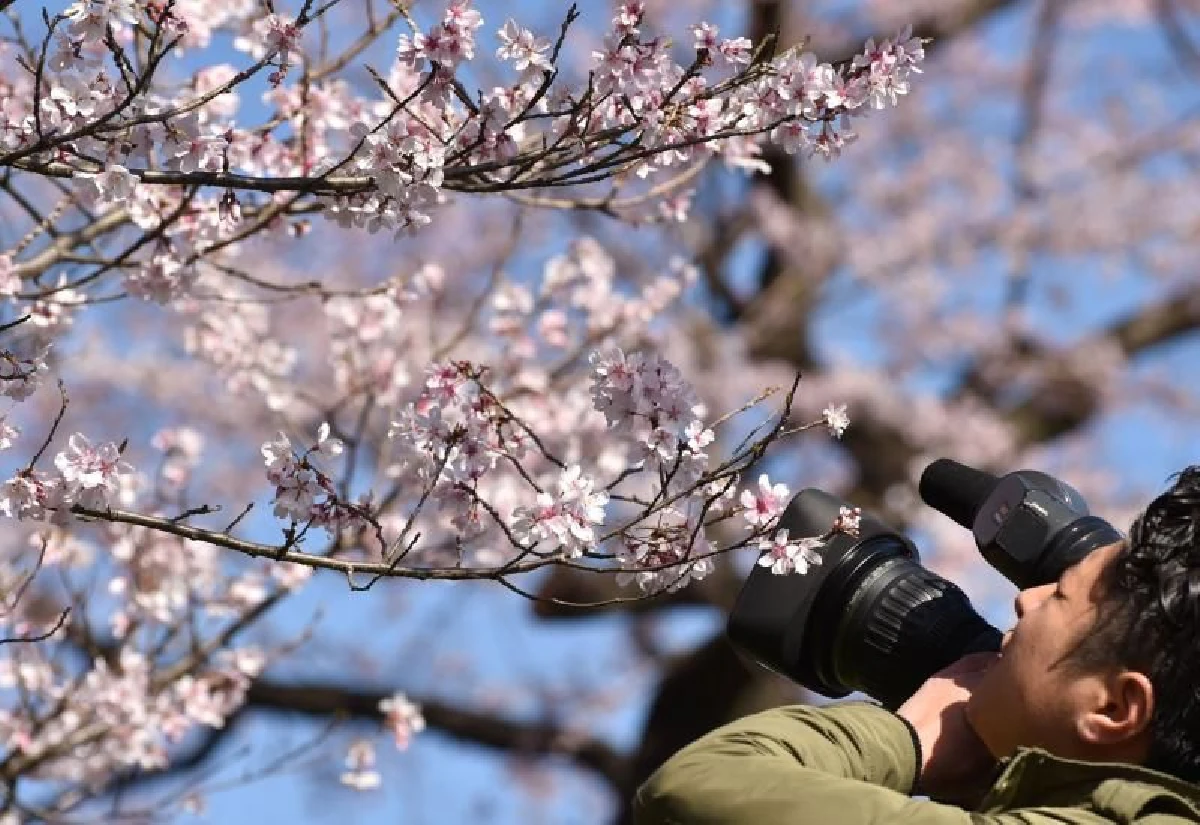 ฤทธิ์ไต้ฝุ่นถล่มญี่ปุ่นหลายลูก ทำซากุระบานผิดฤดู