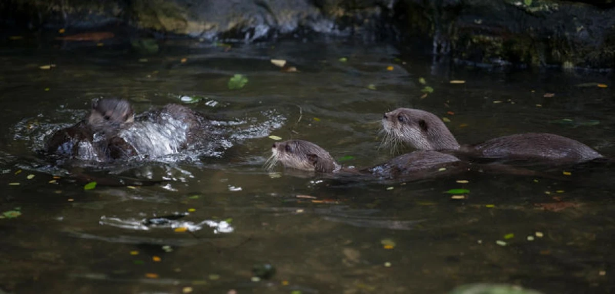 นากเล็กเล็บสั้น สัตว์เขาดินหมายเลข 3