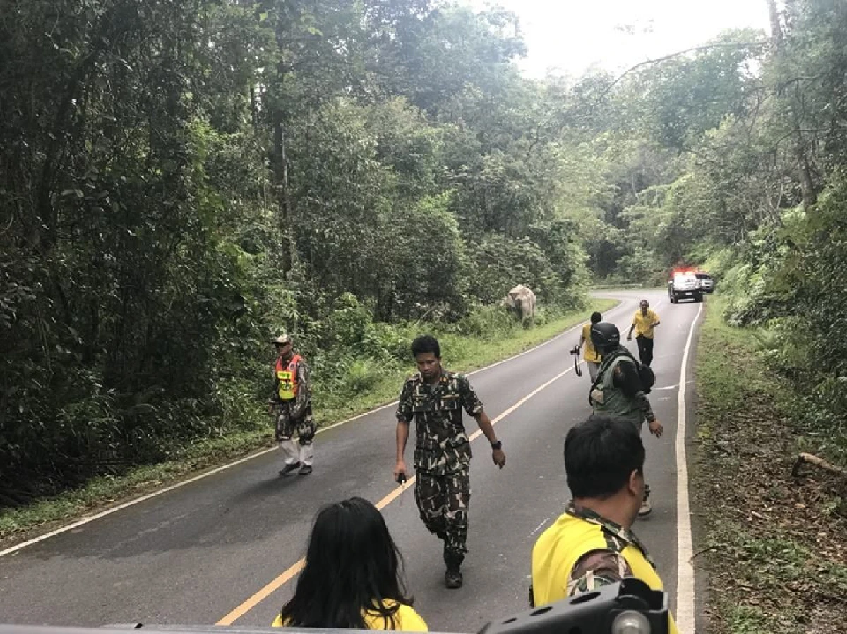 โขลงช้างป่าเต็มถนนบนเขาใหญ่เจ้าหน้าที่ไล่ต้อนคืนธรรมชาติ