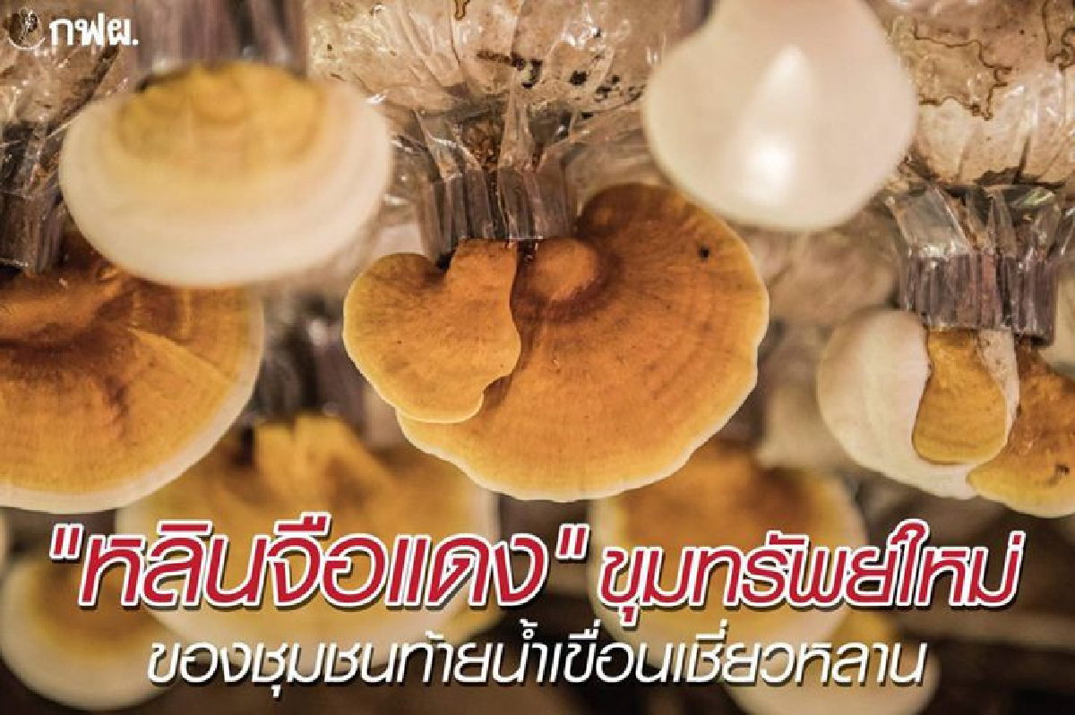 "หลินจือแดง" ขุมทรัพย์ใหม่ ของชุมชนท้ายเขื่อนเชี่ยวหลาน "หลินจือแดง" ขุมทรัพย์ใหม่ ของชุมชนท้ายเขื่อนเชี่ยวหลาน