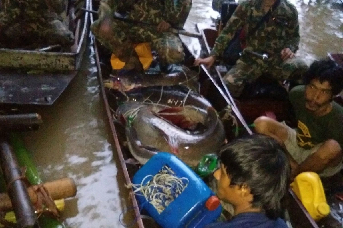 ตั้งข้อหาหนัก3นายพรานล่าปลาแข้ยักษ์หายากราคาแพงกลางแก่งน้ำโจน