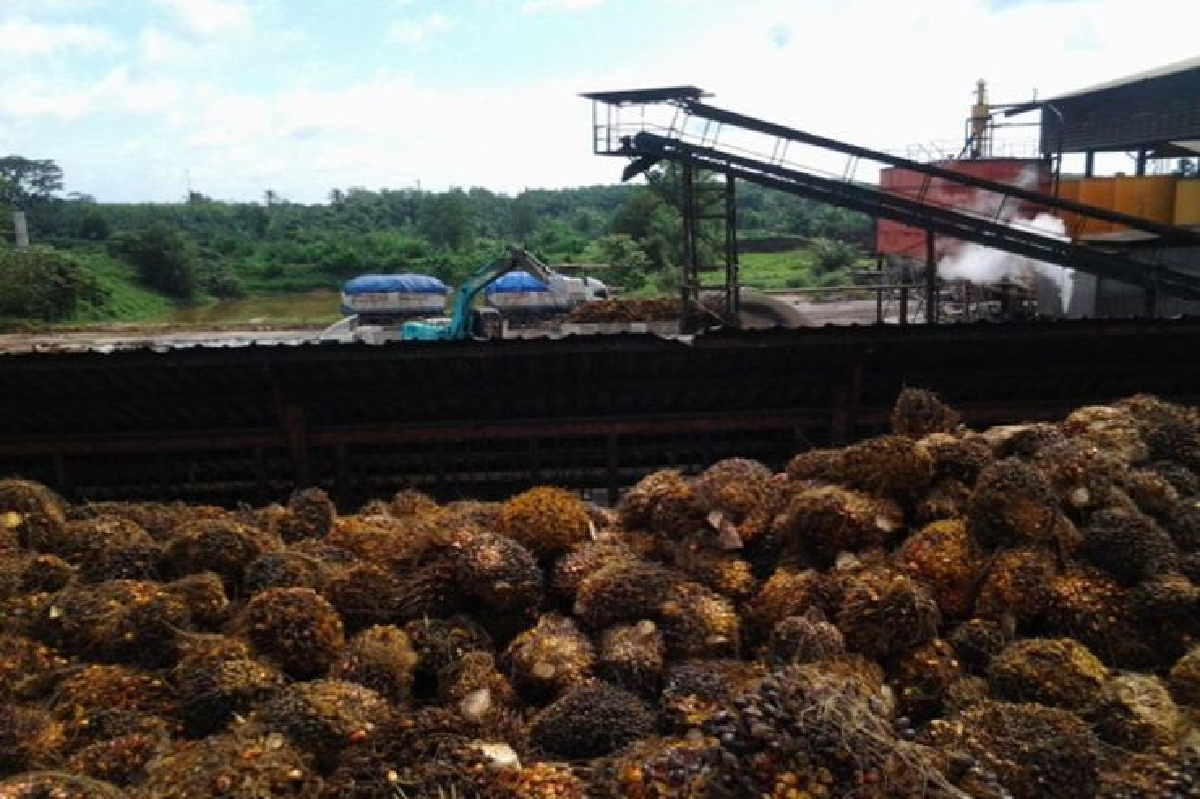 'Zero Palm Oil' กับอาเซียน 'Zero Palm Oil' กับอาเซียน