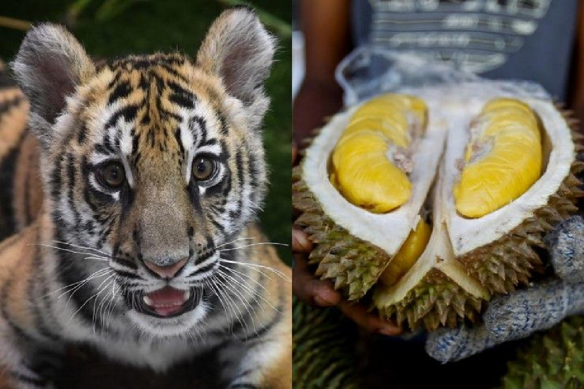 หวั่นเสือสูญพันธุ์! เหตุเกษตรกรมาเลย์แห่ถางป่าปลูกทุเรียนส่งขายจีน หวั่นเสือสูญพันธุ์! เหตุเกษตรกรมาเลย์แห่ถางป่าปลูกทุเรียนส่งขายจีน