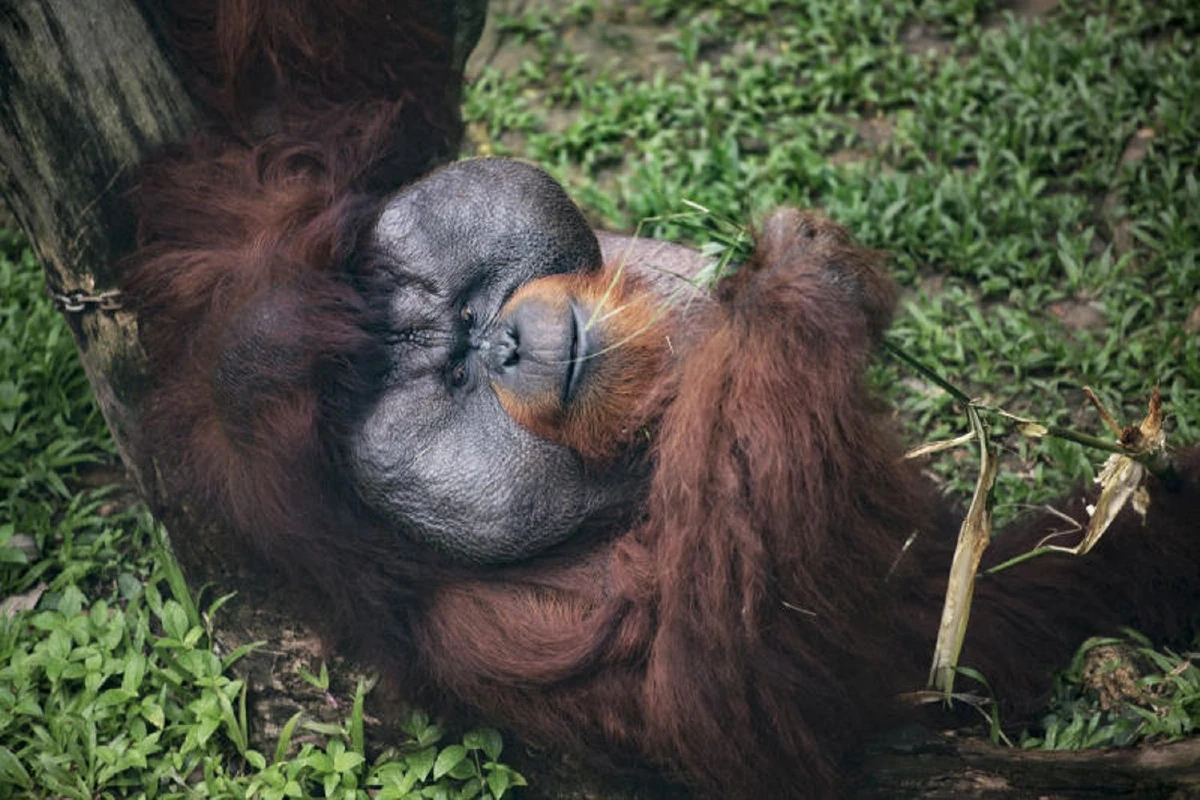 พิภพวานร‘เขาดิน’