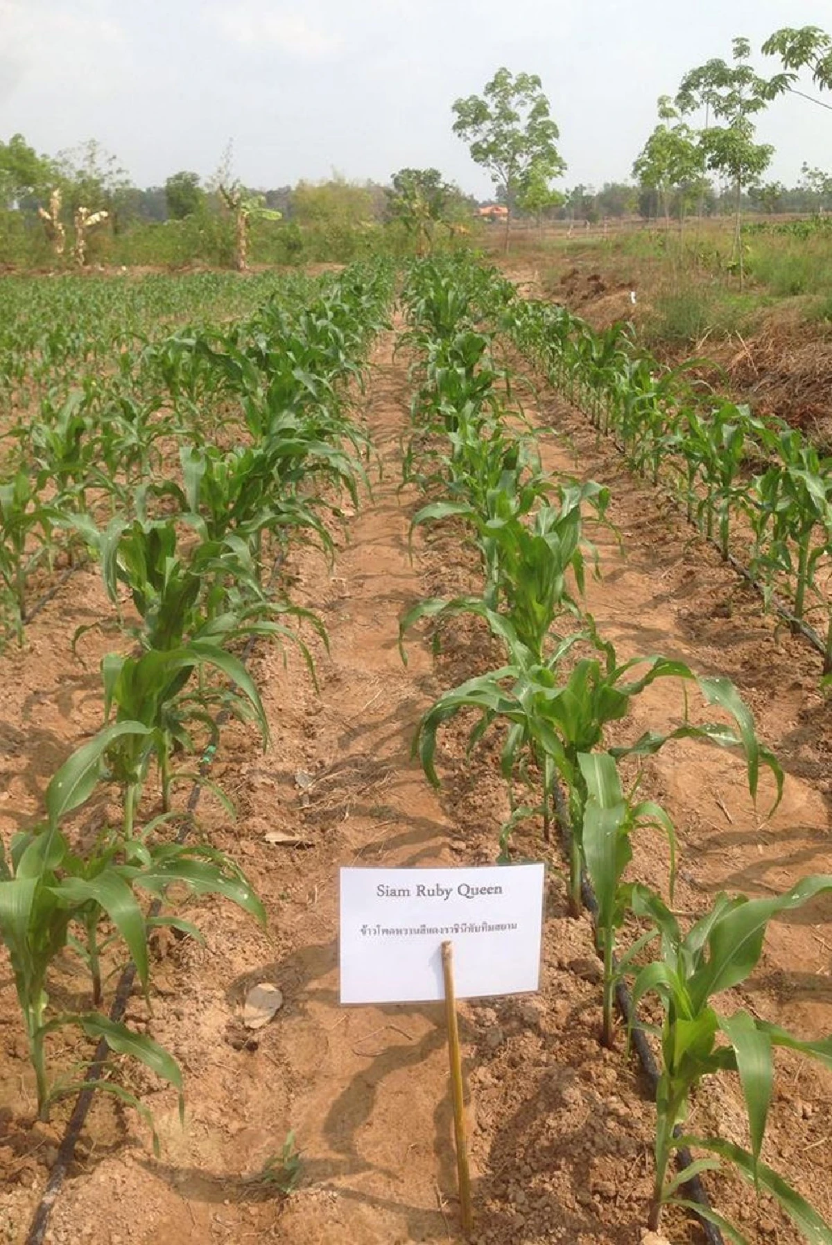บุญมีชัยฟาร์มสุรินทร์ ต้นแบบสวนเกษตรผสมผสาน