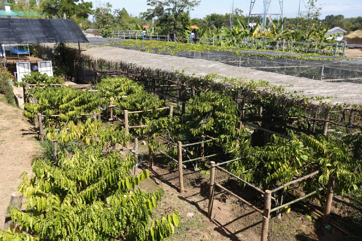 เกียรติศักดิ์ คำวงษา กาแฟขี้ชะมดเปลี่ยนชีวิต