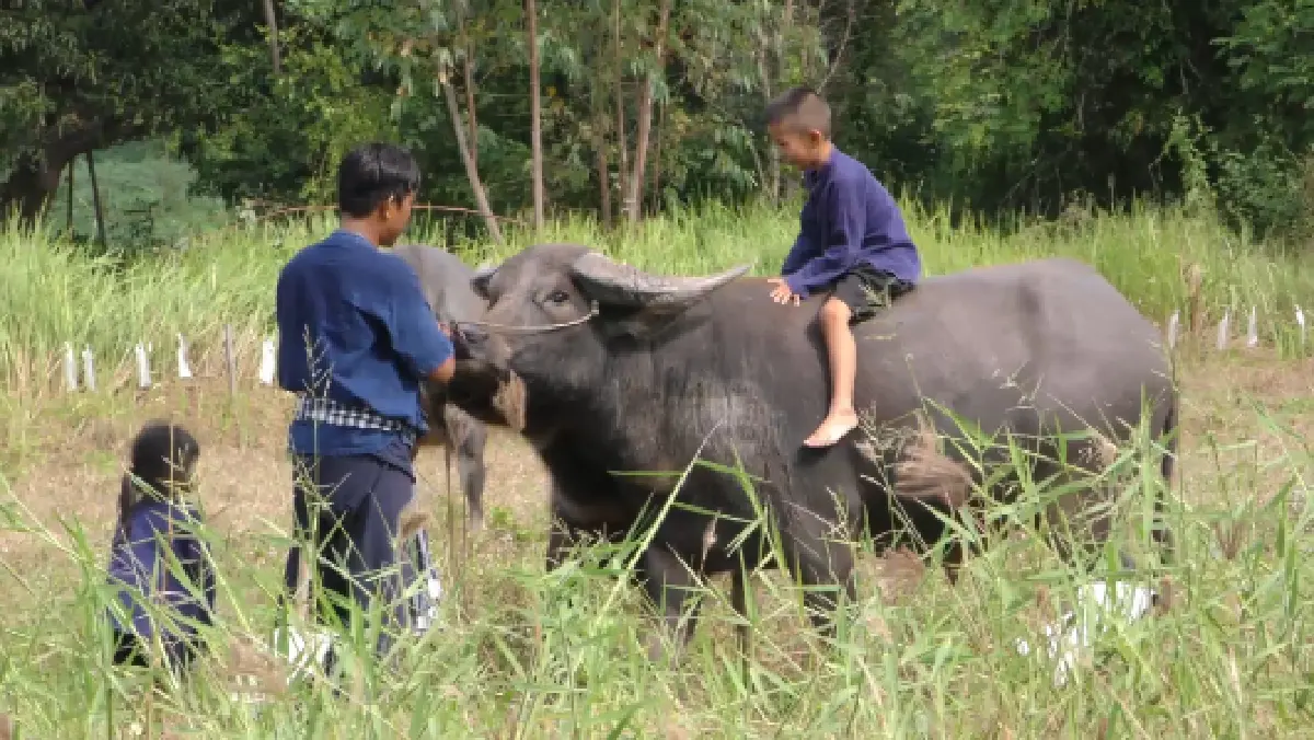 "หนุ่มควายยิ้ม" เผยชีวิตดีขึ้นเพราะเศรษฐกิจพอเพียง
