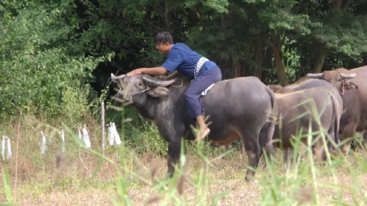 "หนุ่มควายยิ้ม" เผยชีวิตดีขึ้นเพราะเศรษฐกิจพอเพียง