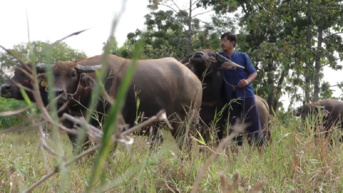 "หนุ่มควายยิ้ม" เผยชีวิตดีขึ้นเพราะเศรษฐกิจพอเพียง