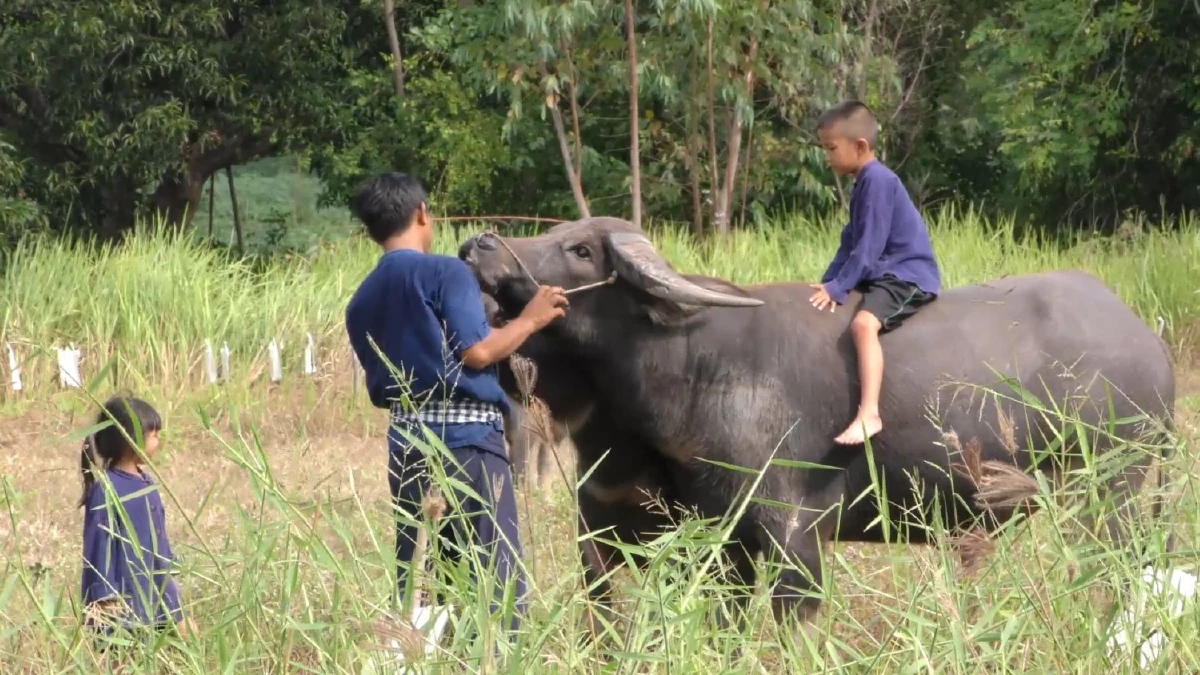"หนุ่มควายยิ้ม" เผยชีวิตดีขึ้นเพราะเศรษฐกิจพอเพียง