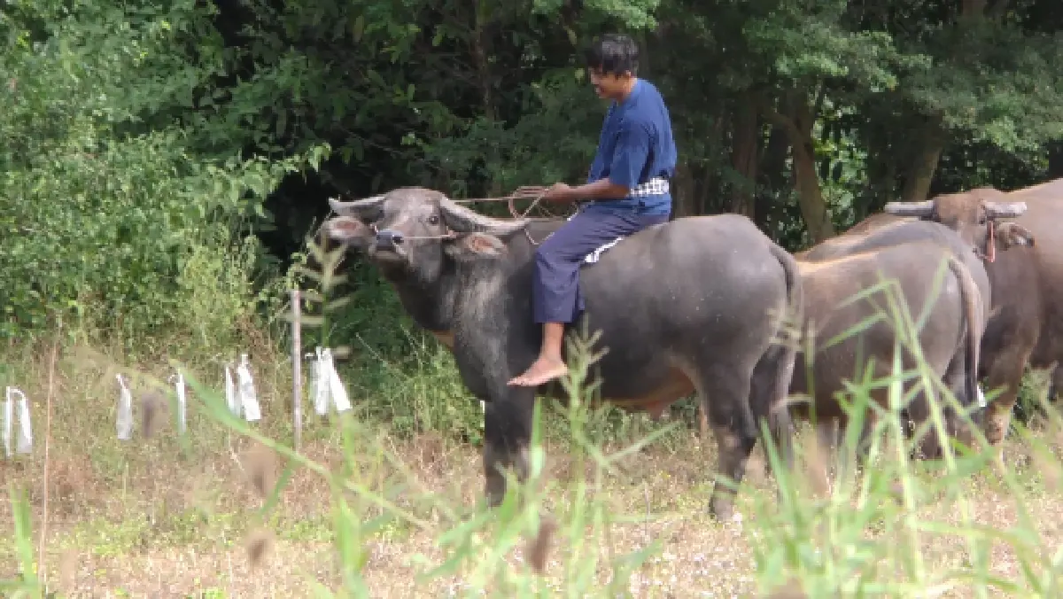 "หนุ่มควายยิ้ม" เผยชีวิตดีขึ้นเพราะเศรษฐกิจพอเพียง