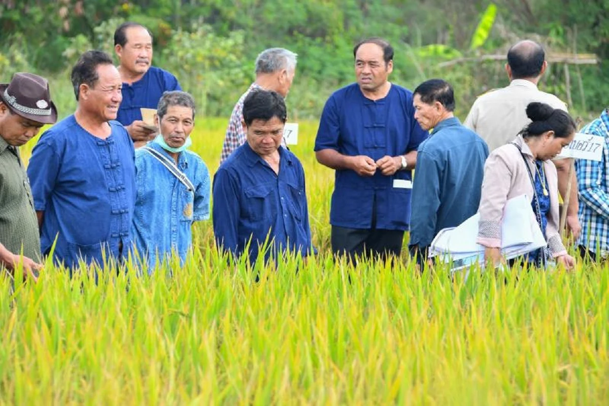 ไบโอเทค พัฒนา ‘พันธุ์ข้าวเหนียวหอม’ ‘น่าน59’ ต้านโรค-ทนการหักล้ม