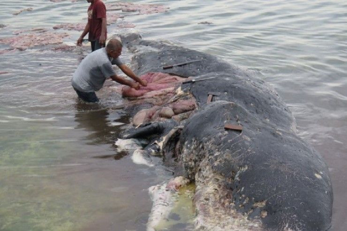 วาฬสเปิร์มเกยหาดอินโดฯ พบในท้องมีแต่ถุงพลาสติก วาฬสเปิร์มเกยหาดอินโดฯ พบในท้องมีแต่ถุงพลาสติก