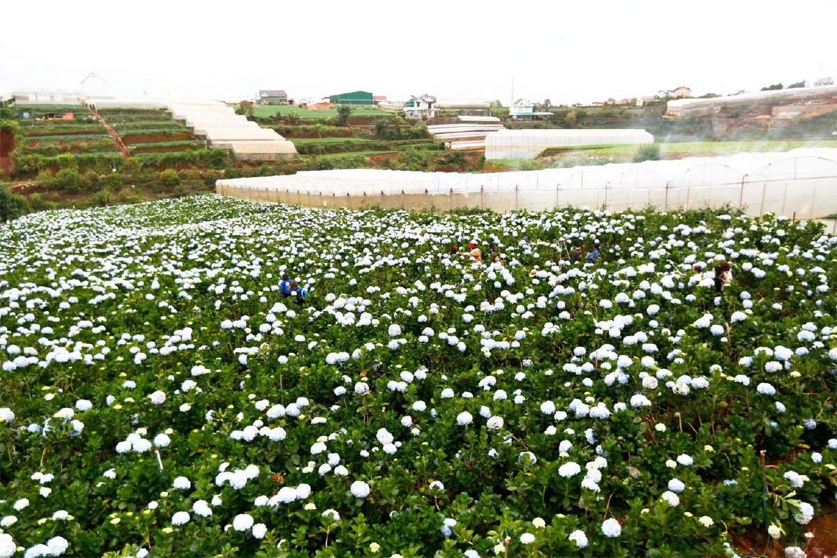 ‘ดาลัด’ ปารีสแห่งตะวันออก สูดกลิ่นหอมของฤดูใบไม้ผลิ