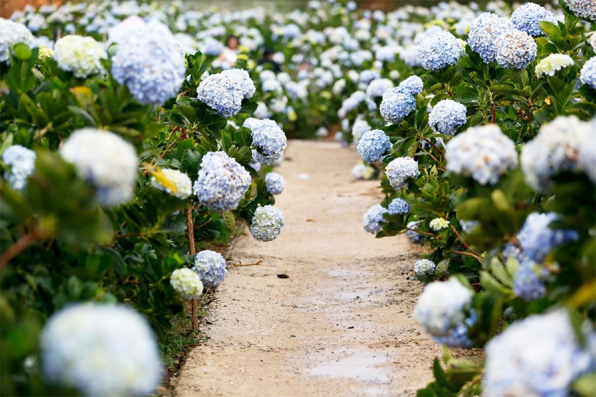 ‘ดาลัด’ ปารีสแห่งตะวันออก สูดกลิ่นหอมของฤดูใบไม้ผลิ