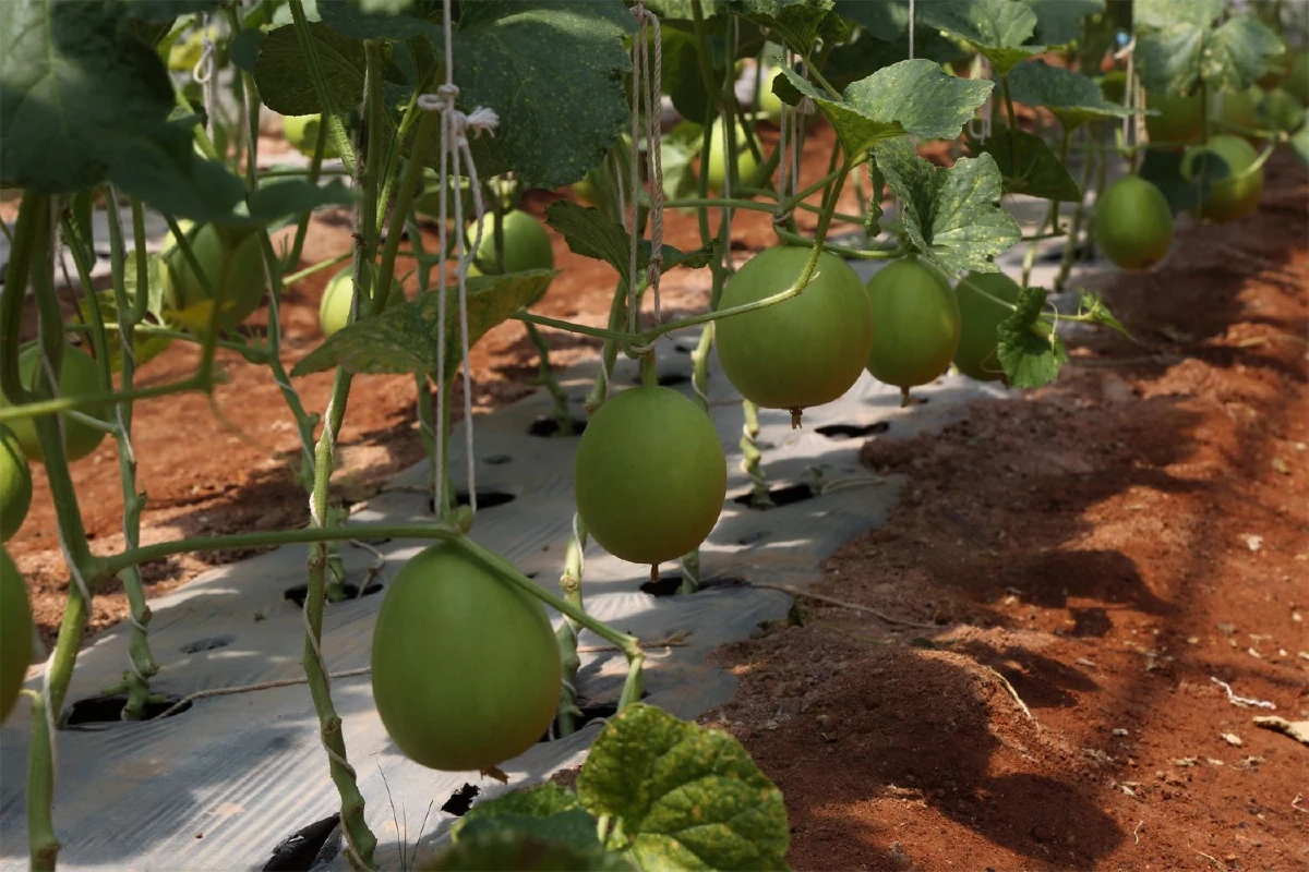 ‘บ้านสวนเมล่อน’ แบบฉบับเกษตร 4.0