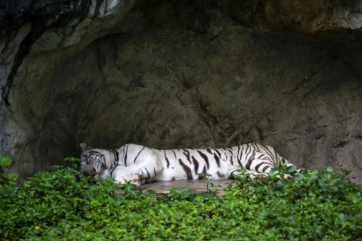 Big Cat เขาดิน