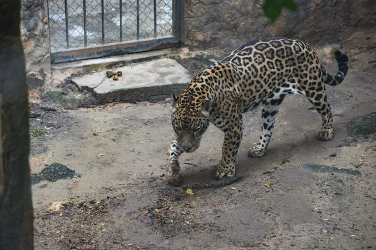 Big Cat เขาดิน