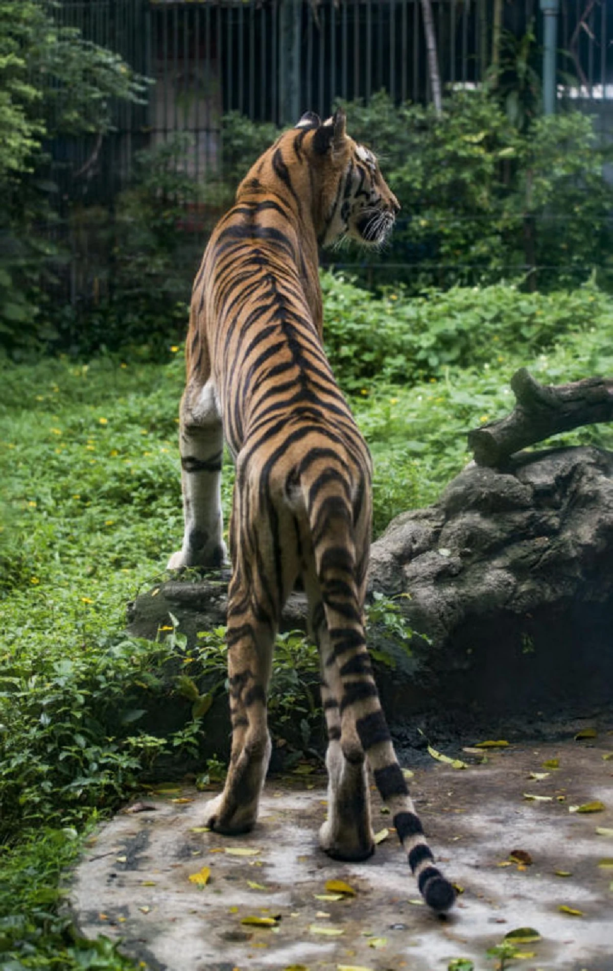 Big Cat เขาดิน