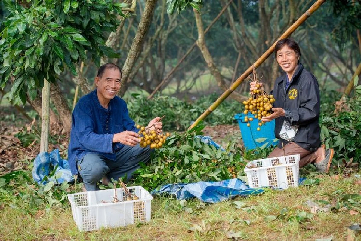 ปุ๋ยเรือใบไวกิ้งเพียงหนึ่งเดียว  ต้องตรายารา
