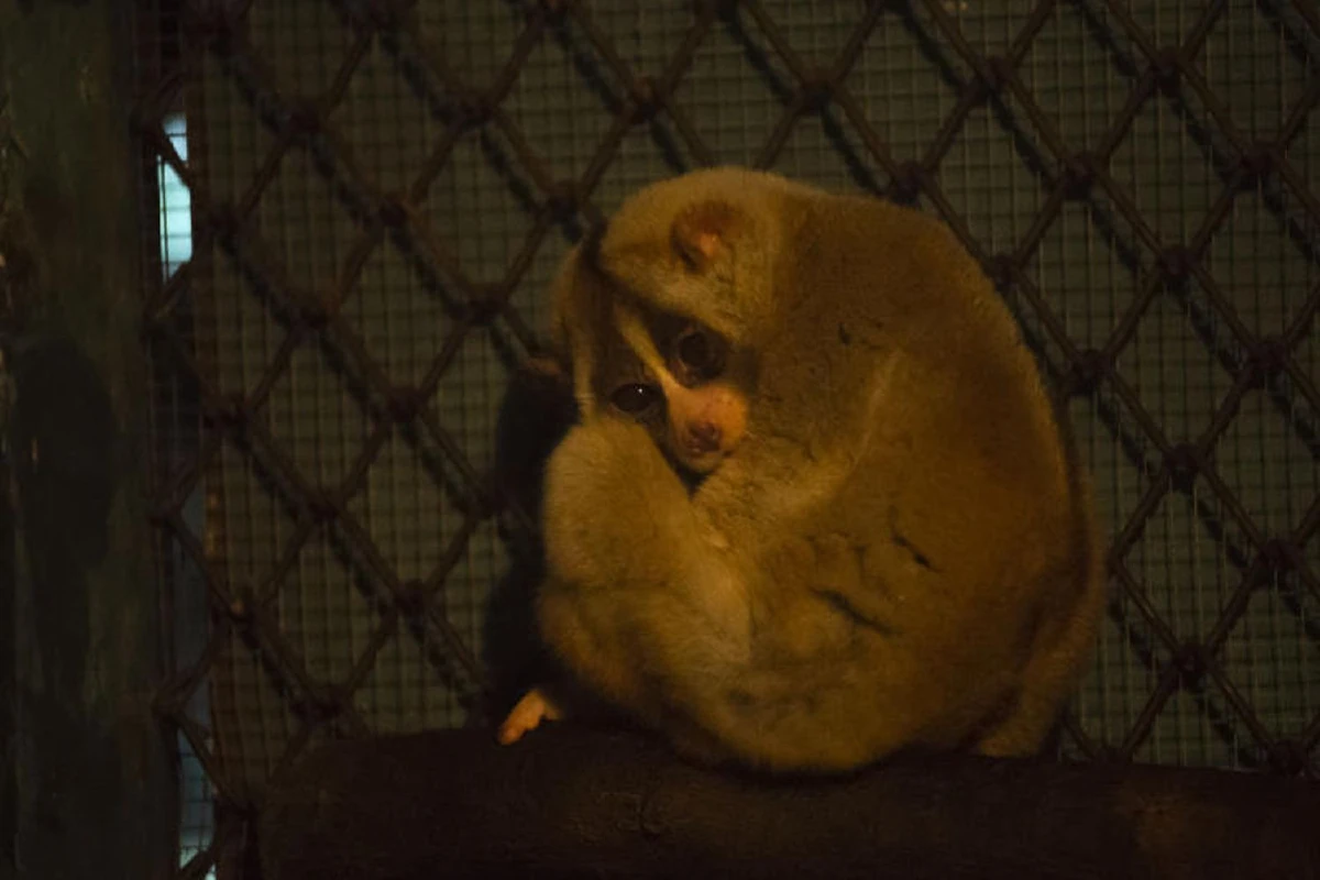 สัตว์กลางคืนแห่งเขาดิน