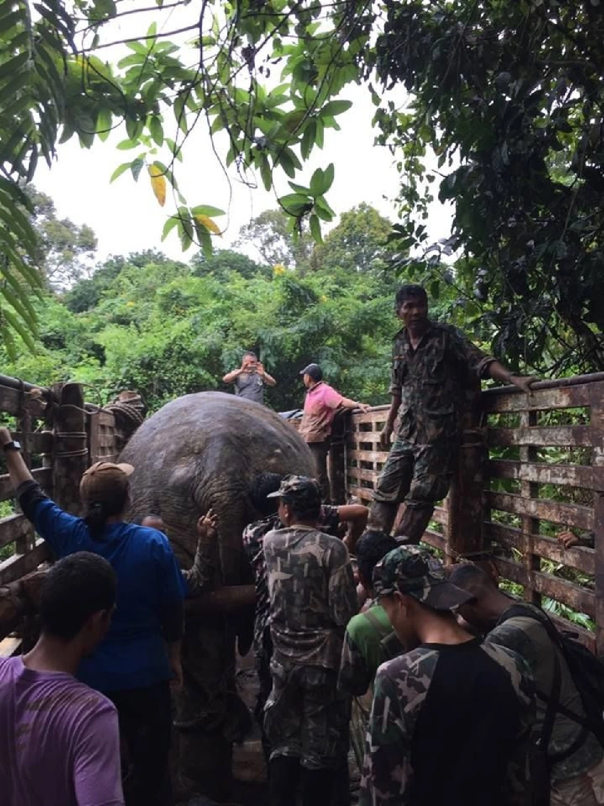 กรมอุทยานฯเผยภาพเคลื่อนย้ายช้างกลับคืนสู่ป่าฮาลาบาลา