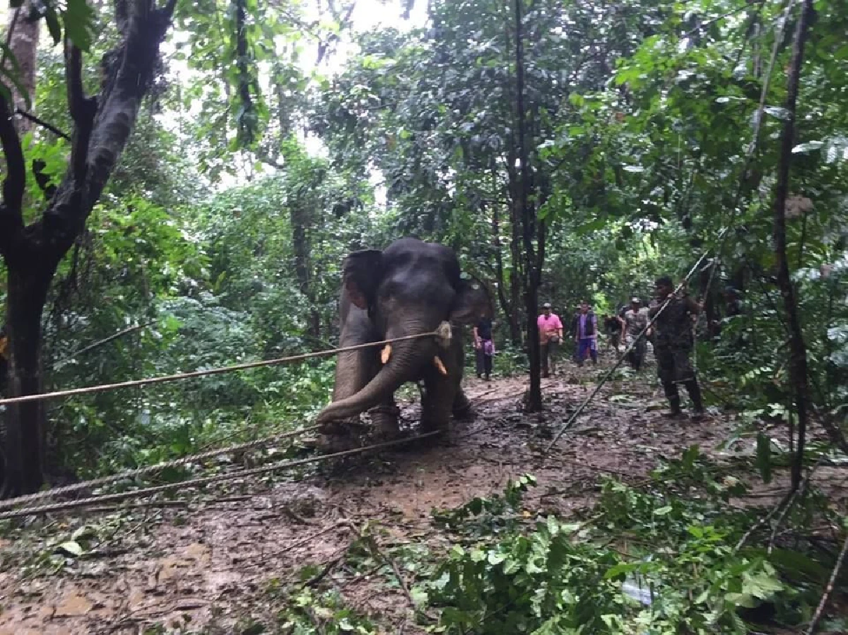 กรมอุทยานฯเผยภาพเคลื่อนย้ายช้างกลับคืนสู่ป่าฮาลาบาลา