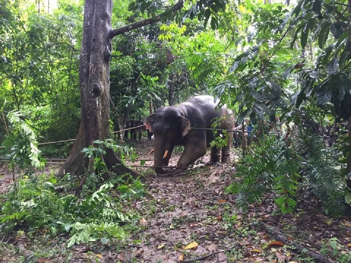 กรมอุทยานฯเผยภาพเคลื่อนย้ายช้างกลับคืนสู่ป่าฮาลาบาลา