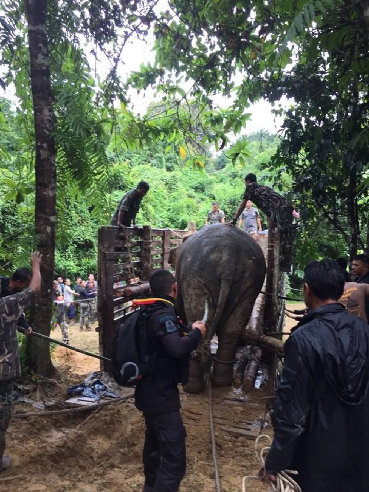 กรมอุทยานฯเผยภาพเคลื่อนย้ายช้างกลับคืนสู่ป่าฮาลาบาลา