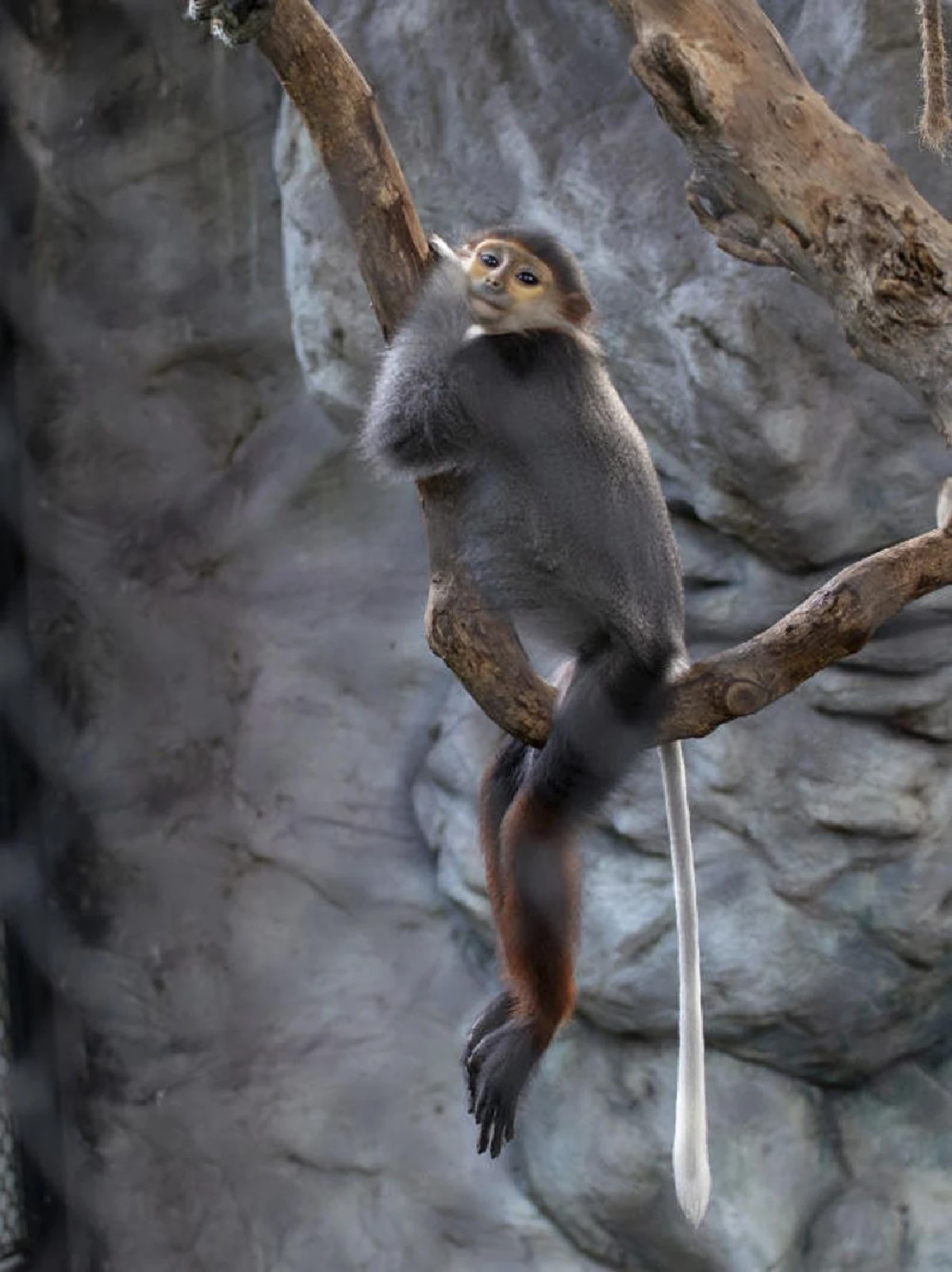 ค่างลึกลับ VS ค่างแสนสวย