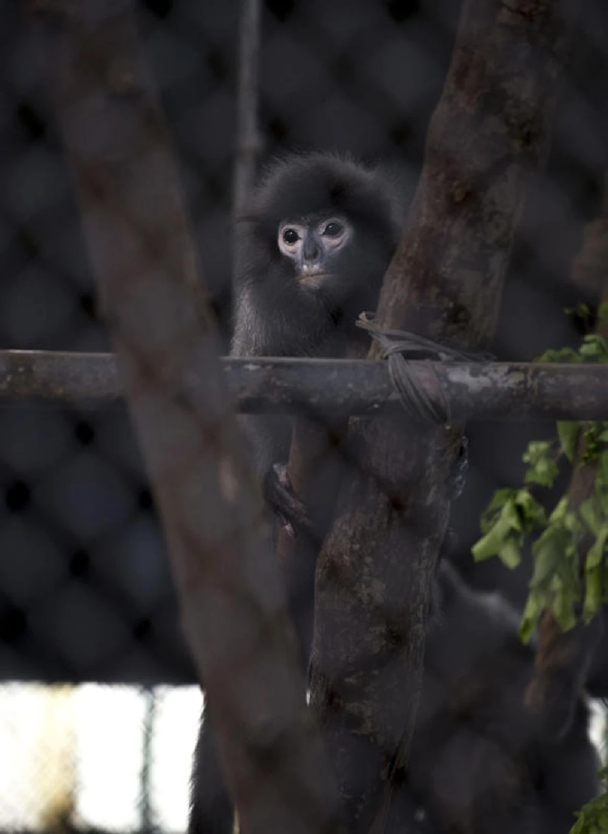 ค่างลึกลับ VS ค่างแสนสวย