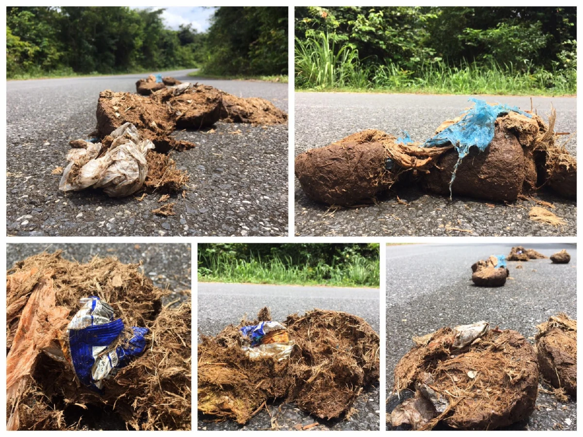 สัตวแพทย์เตือนนักท่องเที่ยวให้นึกถึงชีวิตสัตว์ป่า หลังพบช้างกินถุงพลาสติก