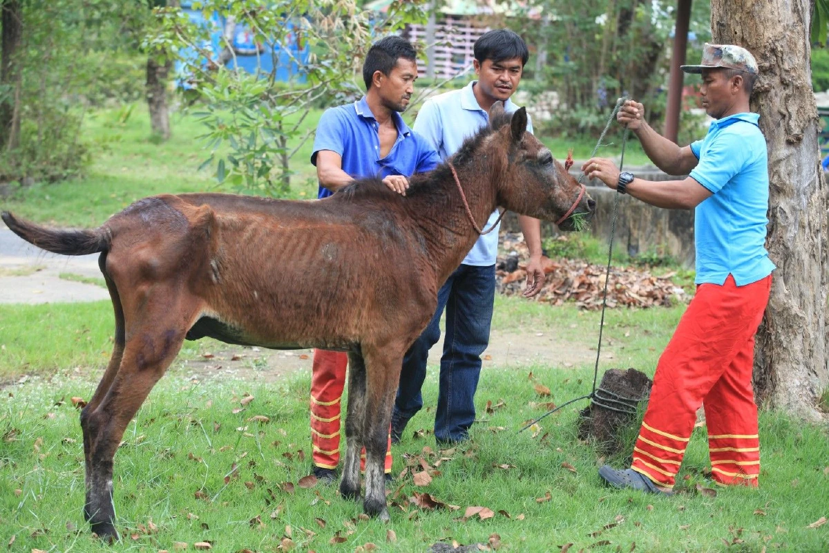 จนท.เข้าตรวจสอบสุขภาพช้าง-ม้าในฟาร์มจระเข้สมุทรปราการ