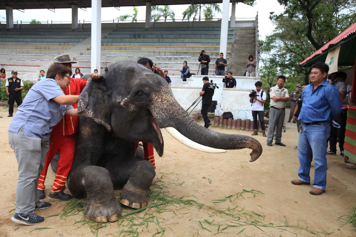 จนท.เข้าตรวจสอบสุขภาพช้าง-ม้าในฟาร์มจระเข้สมุทรปราการ