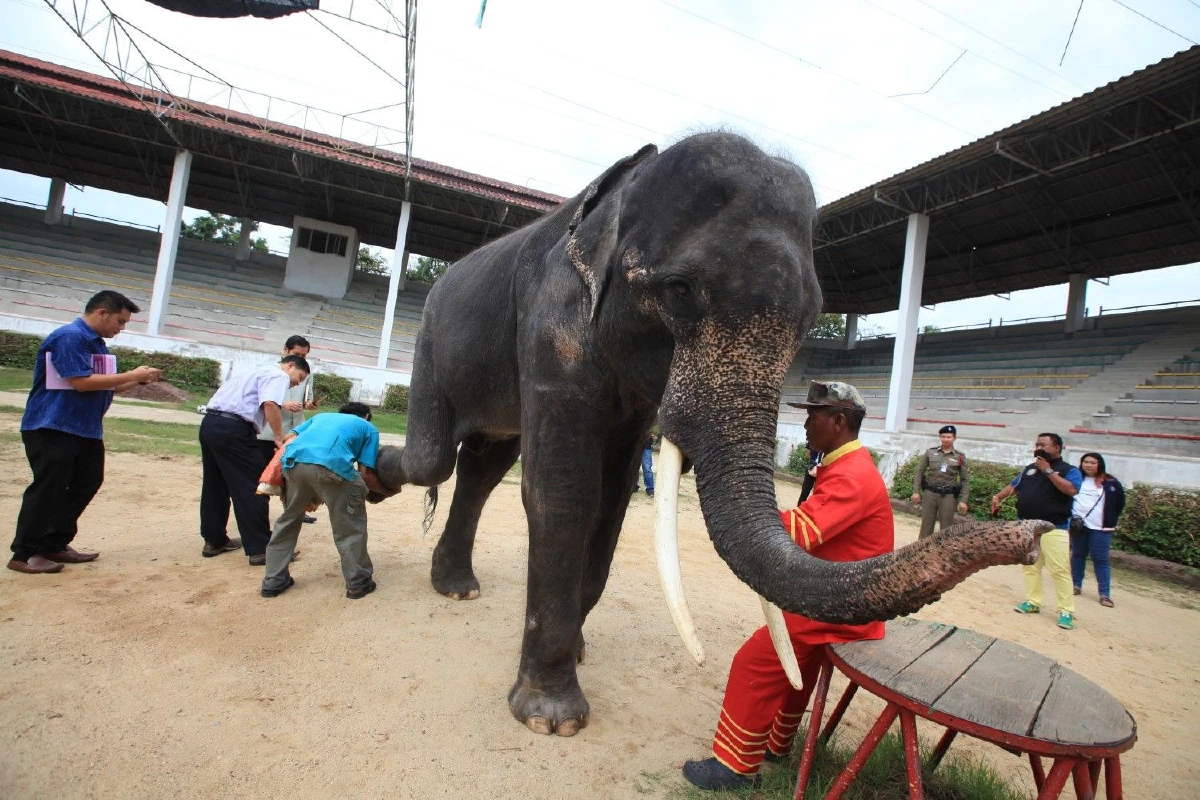 จนท.เข้าตรวจสอบสุขภาพช้าง-ม้าในฟาร์มจระเข้สมุทรปราการ