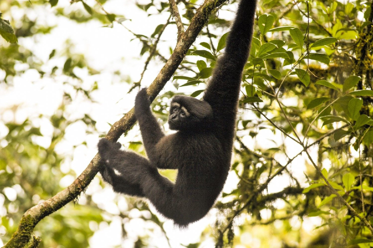 "WWF"เผย157พืช-สัตว์สายพันธุ์ใหม่ถูกค้นพบใน5ประเทศลุ่มน้ำโขง "WWF"เผย157พืช-สัตว์สายพันธุ์ใหม่ถูกค้นพบใน5ประเทศลุ่มน้ำโขง
