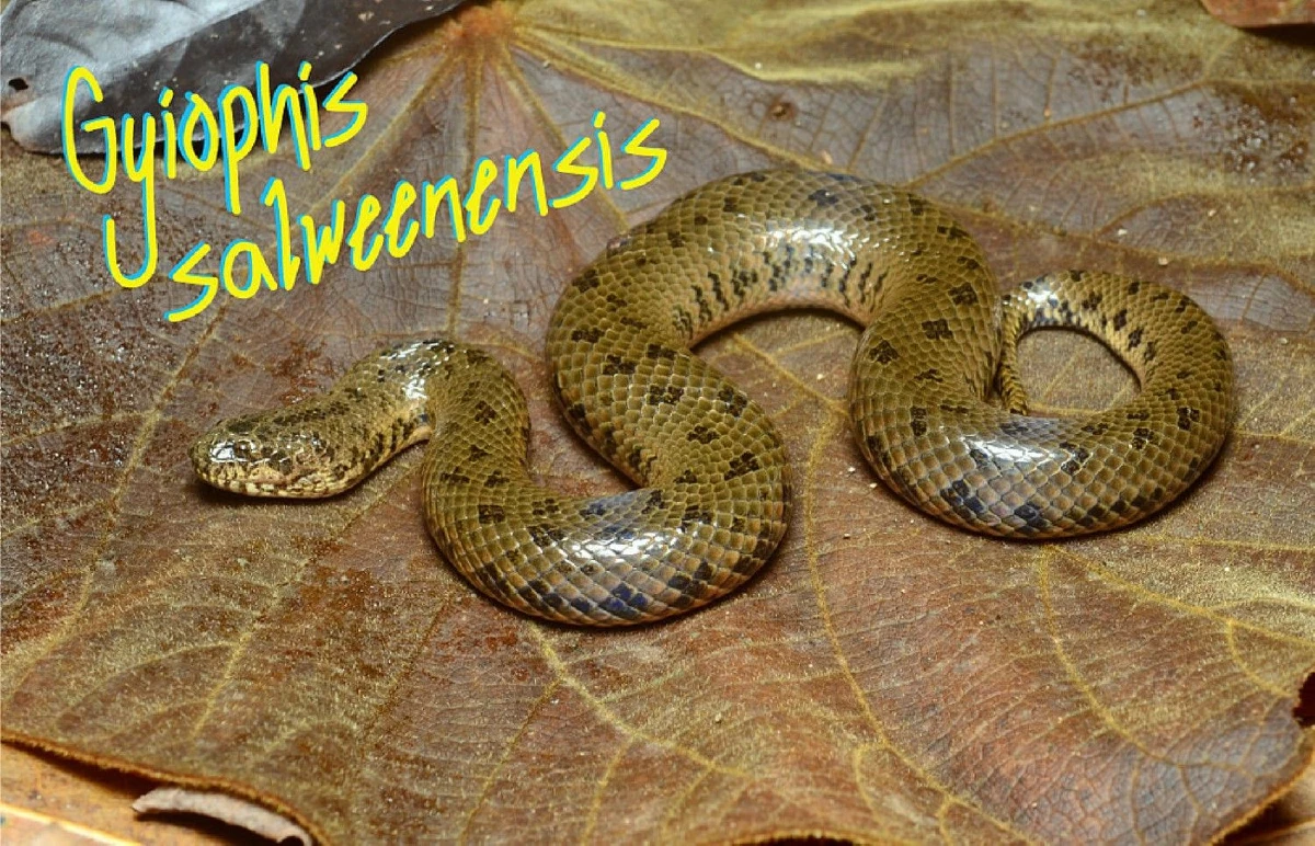 "WWF"เผย157พืช-สัตว์สายพันธุ์ใหม่ถูกค้นพบใน5ประเทศลุ่มน้ำโขง