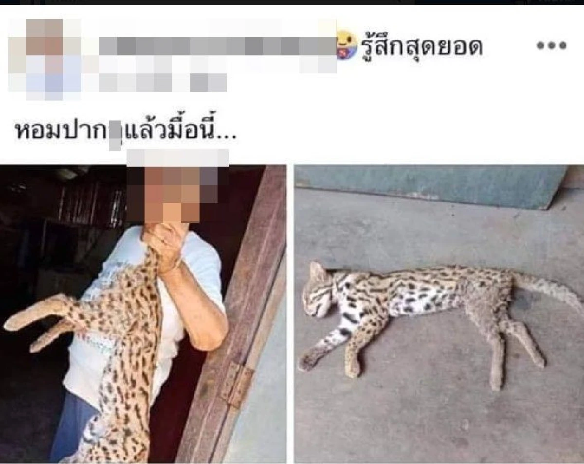 วัยรุ่นโชว์ภาพซาก "แมวดาว" ที่ยิงมากินได้