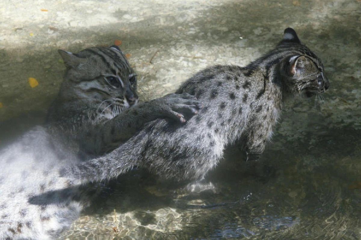 เสือปลาตระกูลสุด