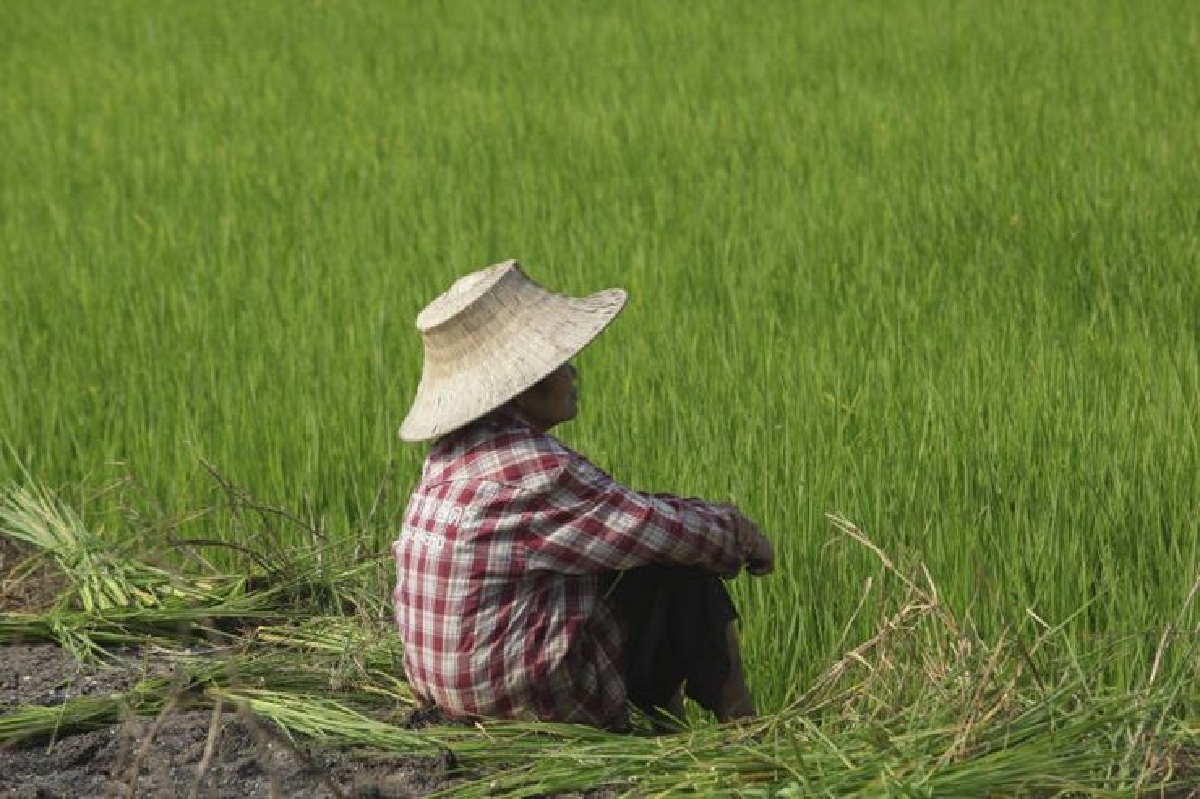 ดัชนีรายได้ภาคเกษตรพ.ย.วูบ ดัชนีรายได้ภาคเกษตรพ.ย.วูบ