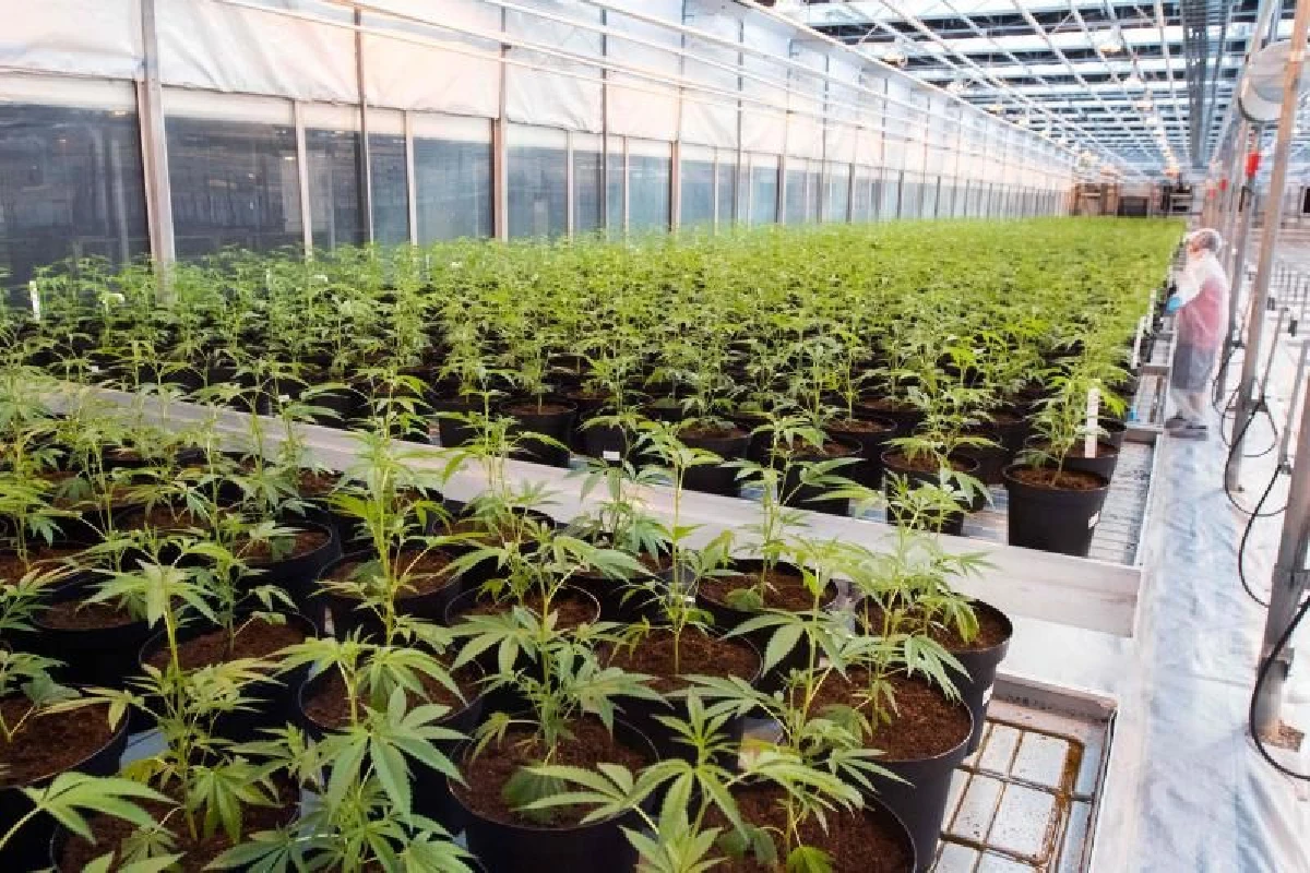 พบกัญชามีส่วนทำให้สเปิร์มอ่อนแอ