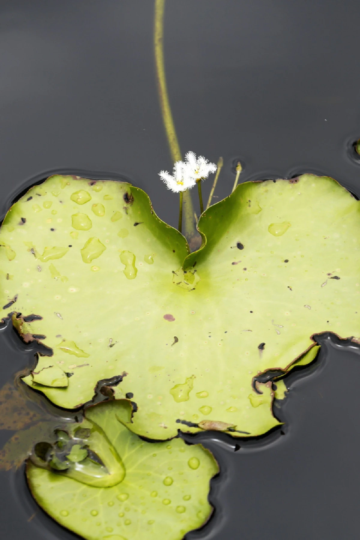 ห้องเรียนธรรมชาติ ‘สวนพฤกษศาสตร์ระยอง’