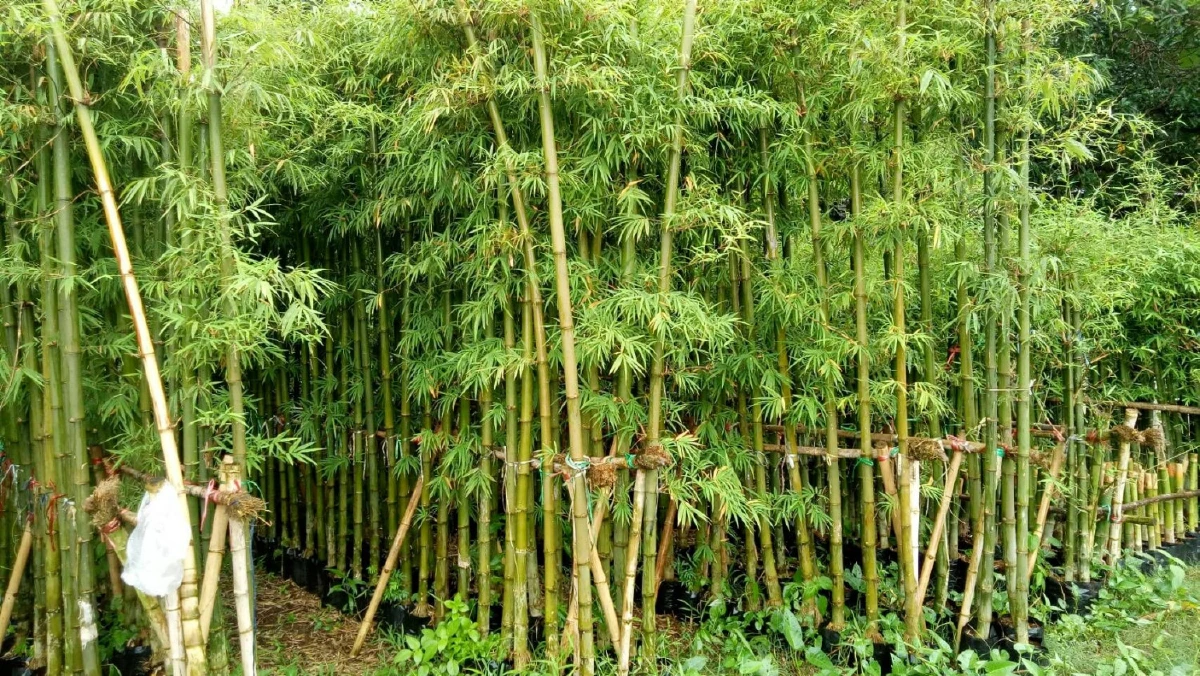 เพาะชำตอไผ่เลี้ยงขาย โกยรายได้เดือนละห้าหมื่น