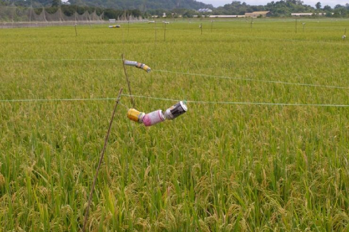ไฟเขียวประกันข้าว30ล้านไร่ยืดระบายสต๊อกรัฐอีก9เดือน ไฟเขียวประกันข้าว30ล้านไร่ยืดระบายสต๊อกรัฐอีก9เดือน