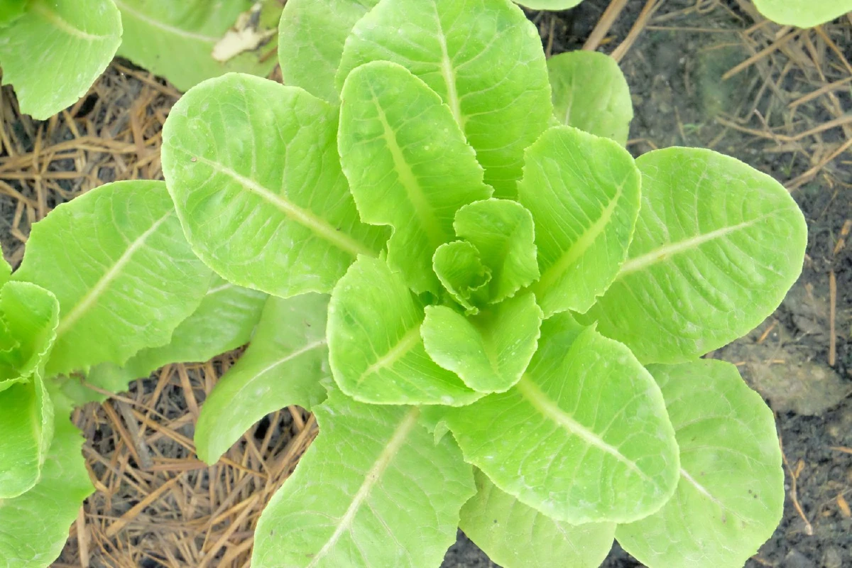 อัครเดช ม่วงไม้ อดีตโบรกเกอร์สู่วิถีเกษตรอินทรีย์