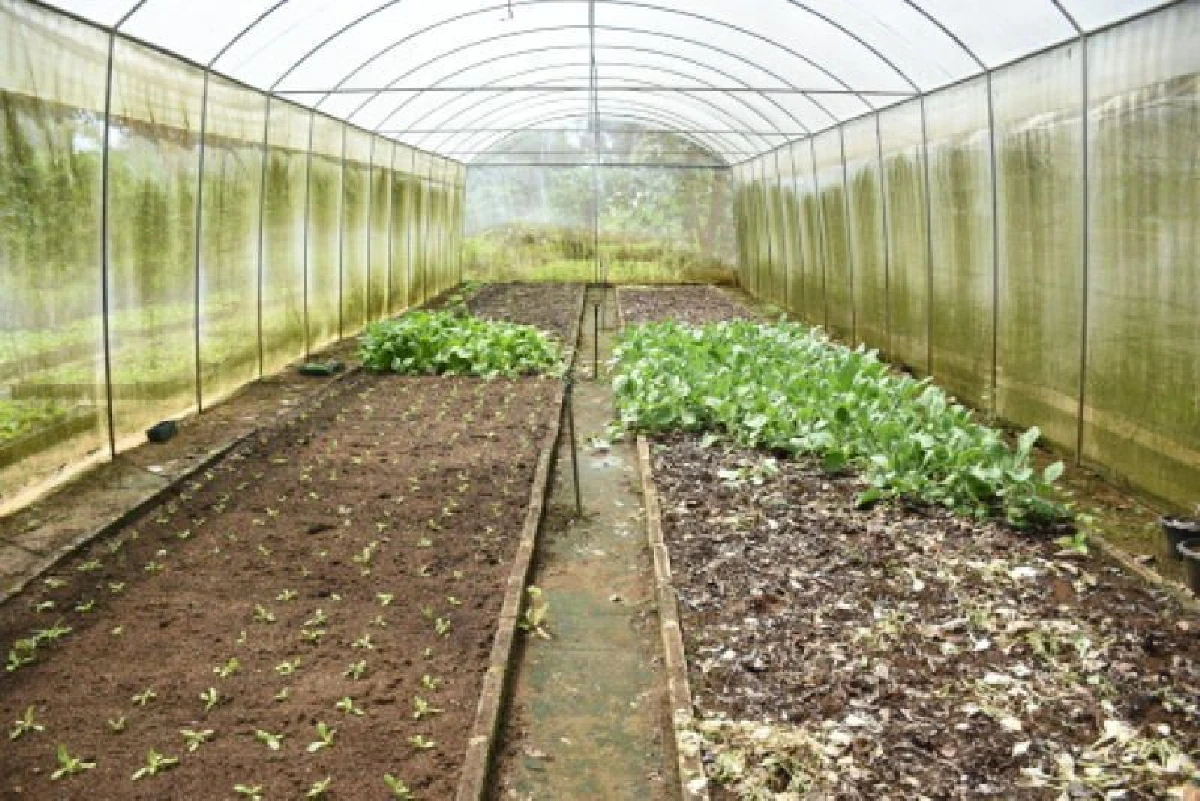 เกาะหมาก สร้างท่องเที่ยวแบบโลว์คาร์บอน