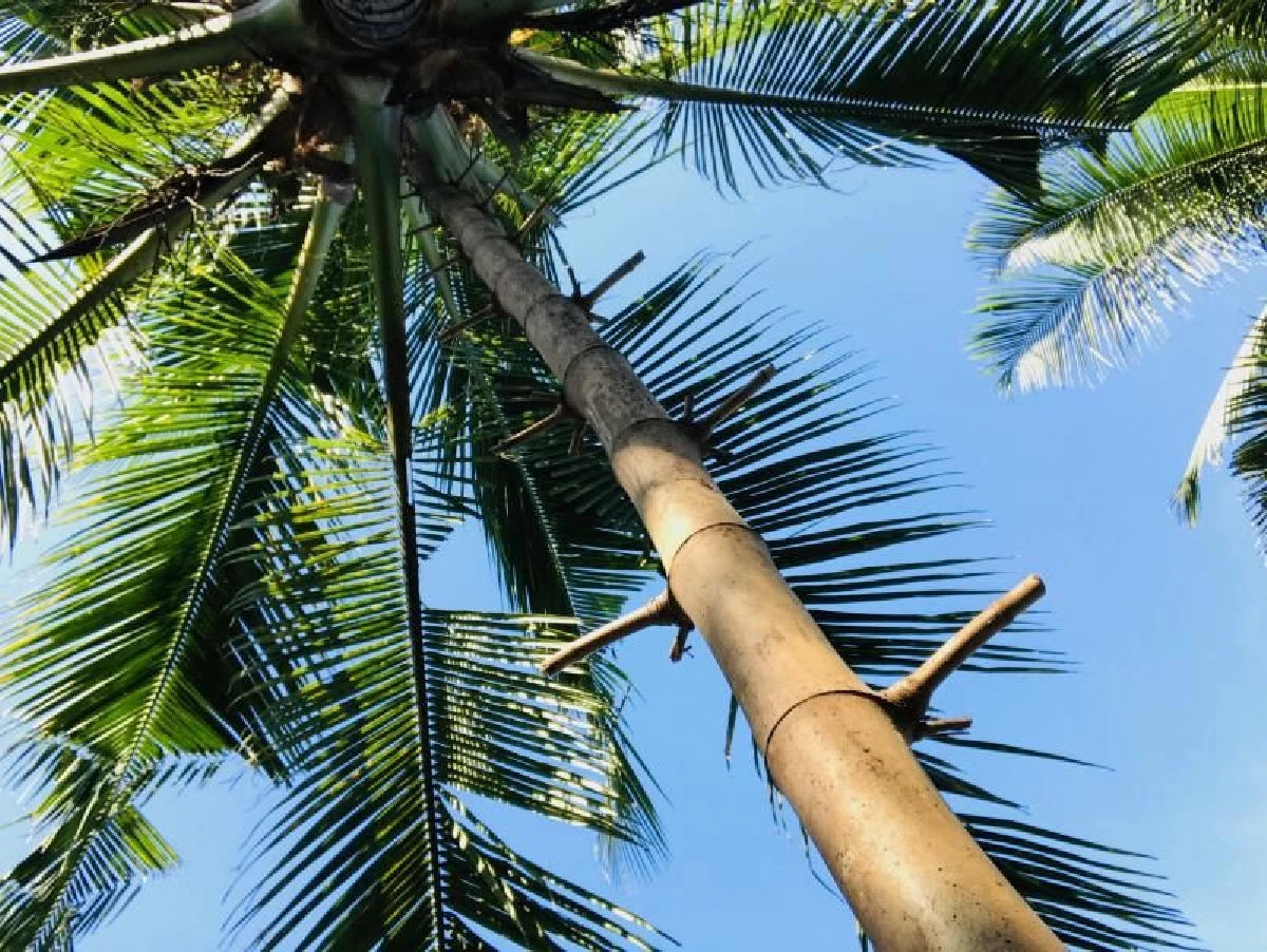 นิสา คงศรี จังหวะชีวิตกับการฝึกฝนตัวตนที่บ้านเกิด