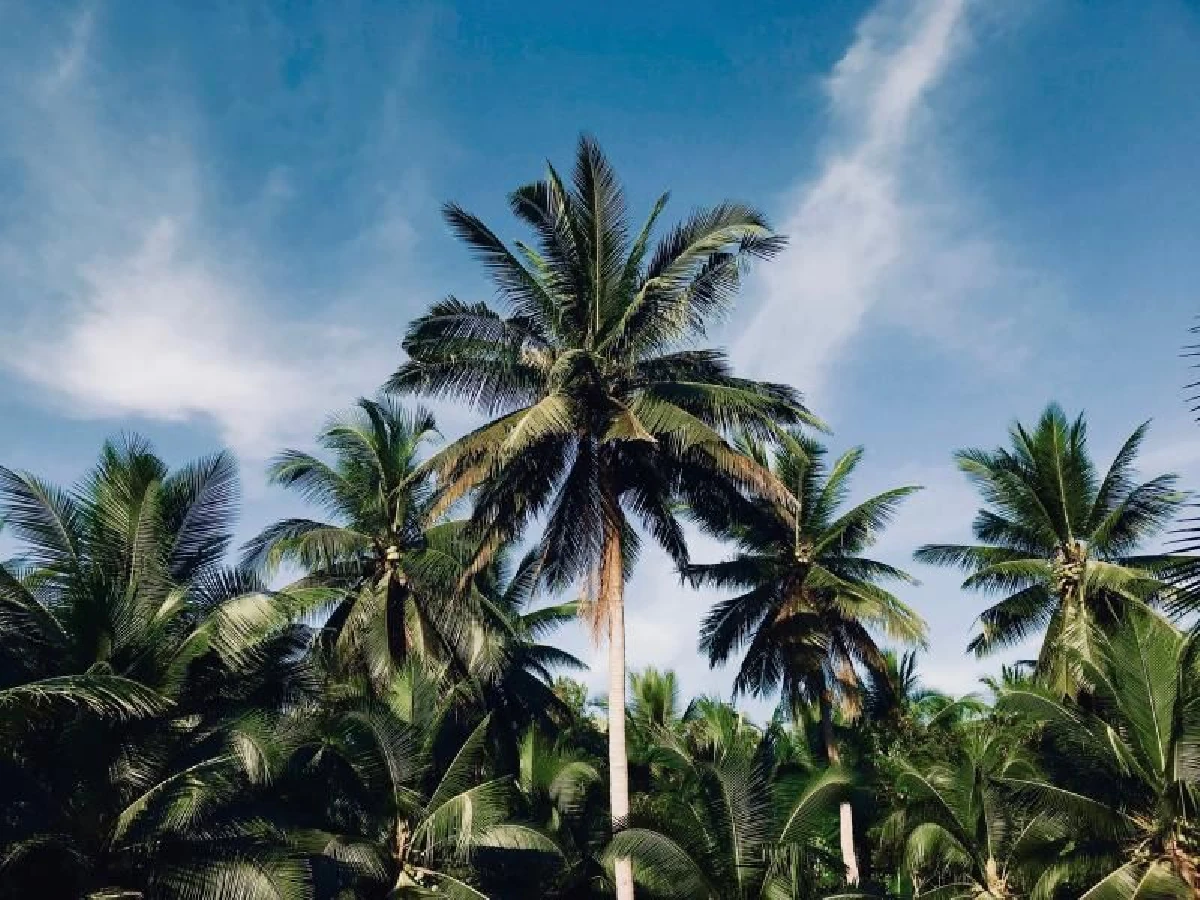 นิสา คงศรี จังหวะชีวิตกับการฝึกฝนตัวตนที่บ้านเกิด