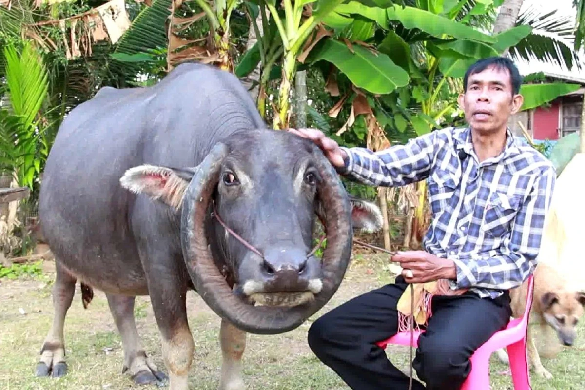 ยกเป็นของดีประจำหมู่บ้าน "เจ้าตู้" ควายเขาโค้งม้วนเป็นวงกลมที่บุรีรัมย์