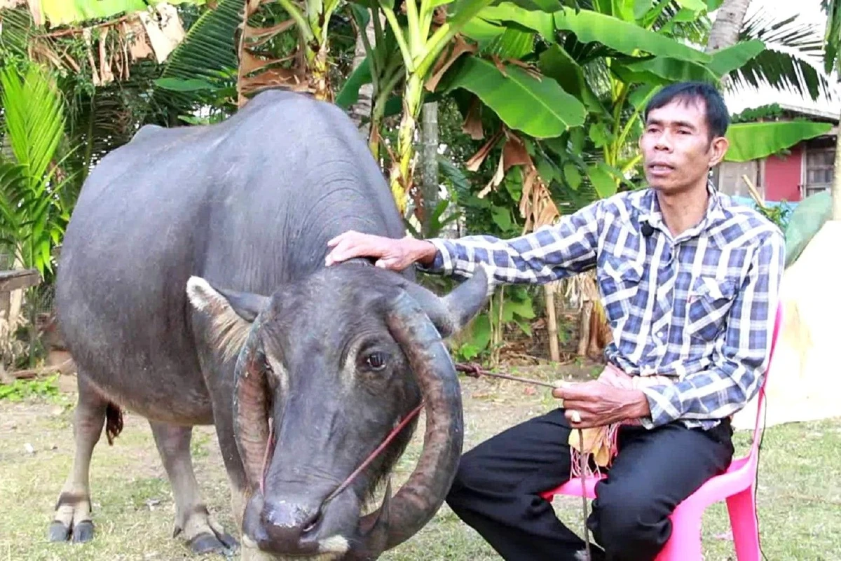 ยกเป็นของดีประจำหมู่บ้าน "เจ้าตู้" ควายเขาโค้งม้วนเป็นวงกลมที่บุรีรัมย์